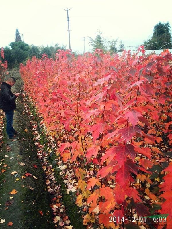四川十月光輝美國紅楓10介紹