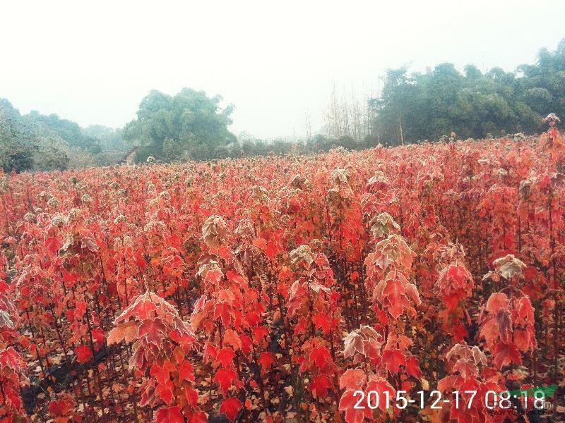 四川十月光輝美國紅楓信息