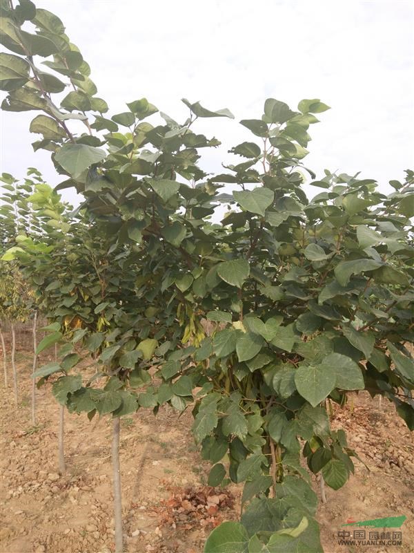 陜西紫荊低價(jià)供應(yīng)，陜西紫荊價(jià)格行情
