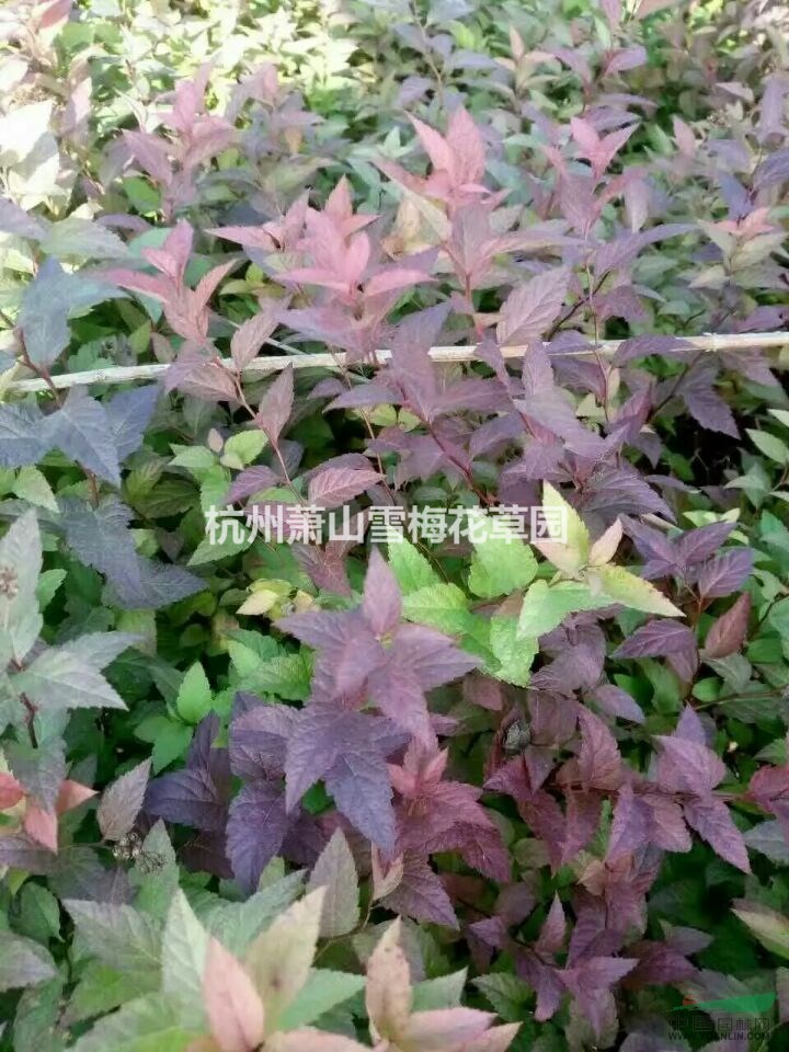 金焰繡線菊