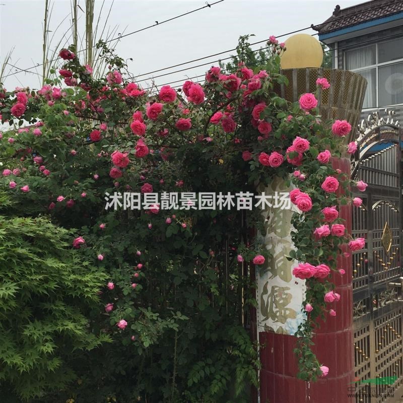红花蔷薇价格 蔷薇1米高小苗， 别称野蔷薇 