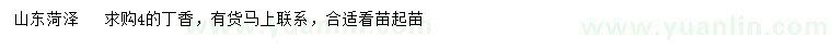求購4公分丁香