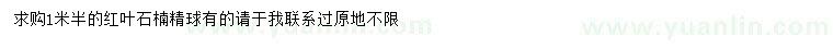 求購1.5米紅葉石楠精球