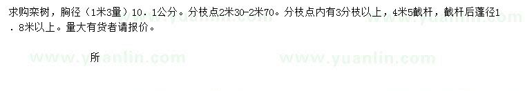 求購1.3米量胸徑10.1公分欒樹