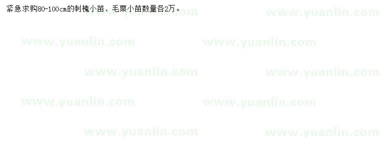 求購80-100公分刺槐小苗、毛栗小苗