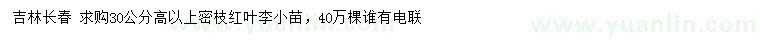求購高30公分以上密枝紅葉李小苗