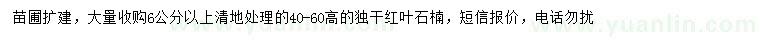 求購高40-60公分紅葉石楠