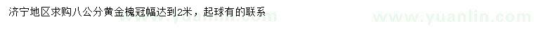 求購8公分黃金槐