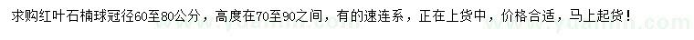 求購冠徑60-80公分紅葉石楠球