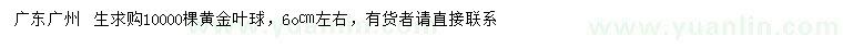 求購60公分左右黃金葉球