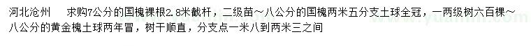 求購7、8公分國槐、8公分黃金槐