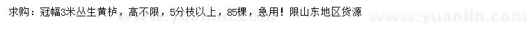 求購冠幅3米叢生黃櫨