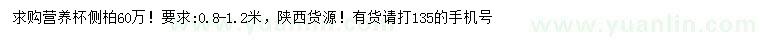 求購高0.8-1.2米側柏小苗