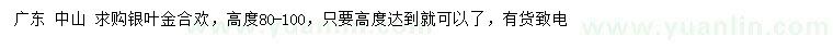 求購高80-100公分銀葉金合歡