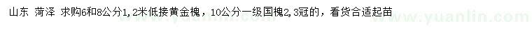 求購6、8公分低接黃金槐、10公分國槐