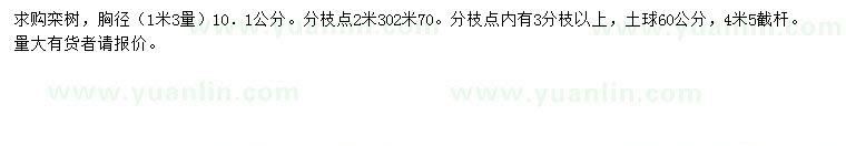 求購1.3米量胸徑10.1公分欒樹(shù)