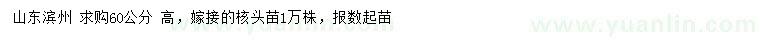 求購高60公分核桃苗