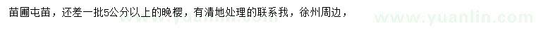 求購5公分以上晚櫻