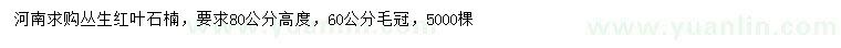求購(gòu)高80公分叢生紅葉石楠