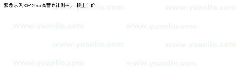 求購(gòu)80-120公分側(cè)柏
