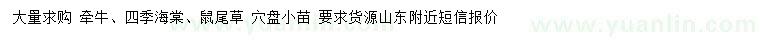求購牽牛、四季海棠、鼠尾草等