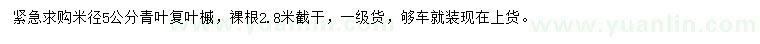 求購米徑5公分青葉復葉槭