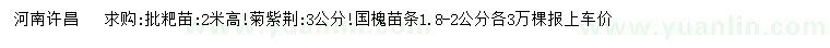求購批粑苗、菊紫荊、國槐苗