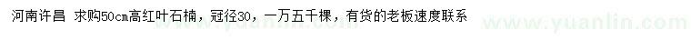 求購(gòu)高50公分紅葉石楠