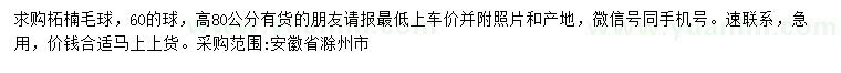 求購(gòu)高80公分柘楠毛球