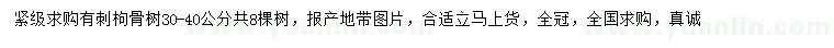求購30-40公分有刺枸骨樹
