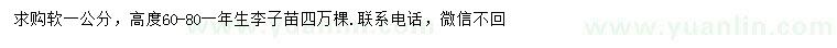 求購高60-80公分李子苗