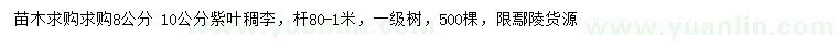 求購8、10公分紫葉稠李