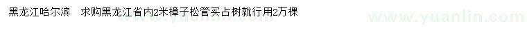 求購2米樟子松