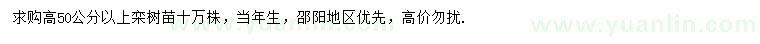 求購高50公分以上欒樹苗