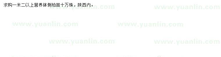 求購1.2米以上側(cè)柏苗