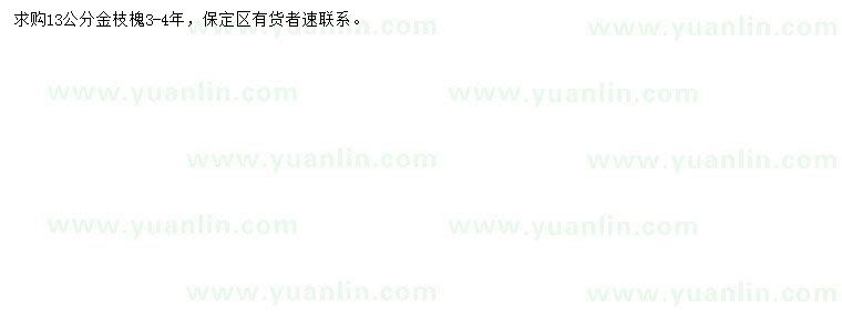 求購13公分金枝槐