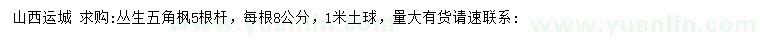 求購5桿叢生五角楓