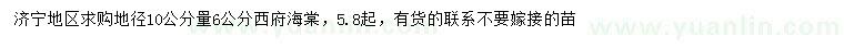 求購地徑10公分量6公分西府海棠