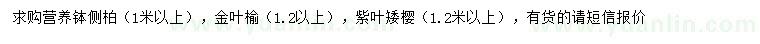 求購側(cè)柏、金葉榆、紫葉矮櫻
