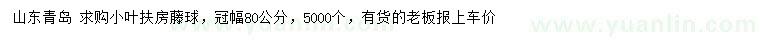 求購(gòu)冠幅80公分小葉扶房藤球