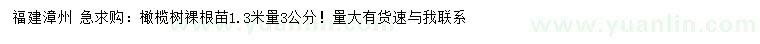 求購1.3米量3公分橄欖樹