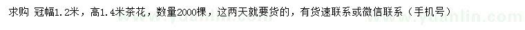 求購高1.4米茶花