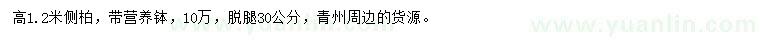 求購高1.2米側(cè)柏
