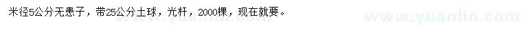 求購米徑5公分無患子