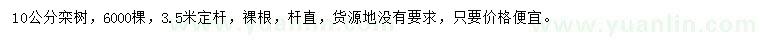求購10公分欒樹
