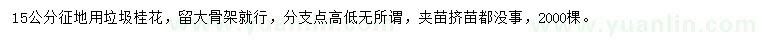 求購15公分桂花
