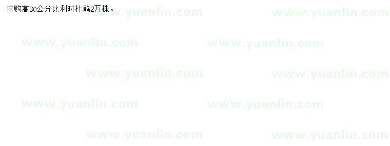 求購(gòu)高30公分比利時(shí)杜鵑
