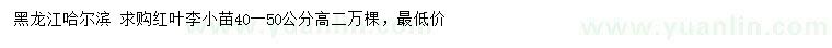 求購高40-50公分紅葉李小苗