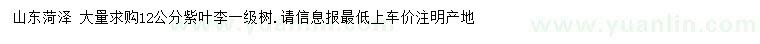 求購12公分紫葉李