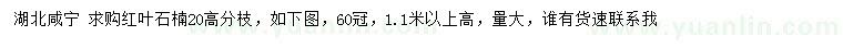 求購(gòu)高1.1米以上紅葉石楠